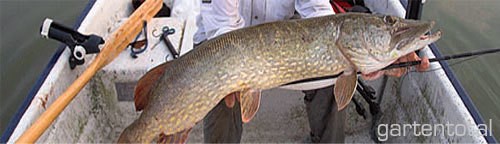 DAM Spezi-Allround Zielfischhaken 0,20