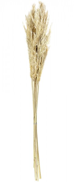 Pampasgras Ziergras Getrocknet Creme Bund Trockenblumen Deko Gras Natur 75cm