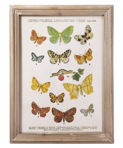 Wandbild Set Schmetterlinge Biologie Vintage-Stil Holzrahmen 4 Stück 40x30cm