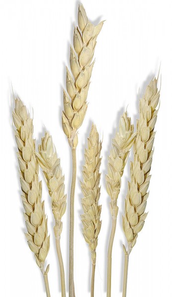 2x Weizensträuße getrocknet Weizen Bund mit Stiel Trockenblumenstrauß Natur