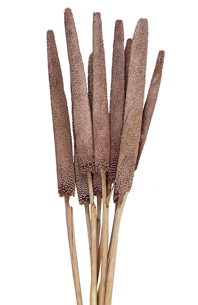 Schilfkolben Getrocknet Rosa Bund Rohrkolben Trockenblumen Ziergras Deko 75cm Schilfkolben Getrocknet Rosa Bund Rohrkolben Trockenblumen Ziergras Deko 75cm