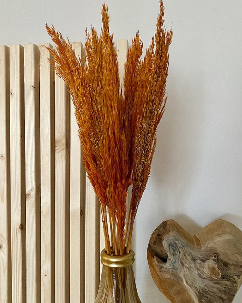 Pampasgras Ziergras Getrocknet Orange Bund Trockenblumen Deko Gras Natur 80cm