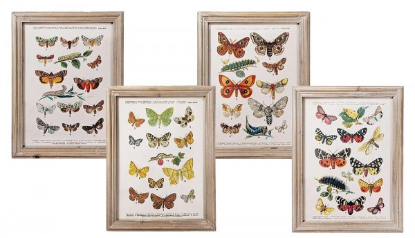 Wandbild Set Schmetterlinge Biologie Vintage-Stil Holzrahmen 4 Stück 40x30cm