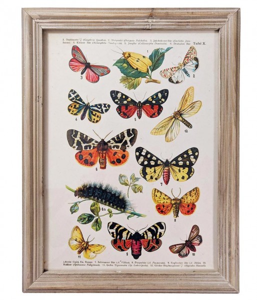 Wandbild Set Schmetterlinge Biologie Vintage-Stil Holzrahmen 4 Stück 40x30cm