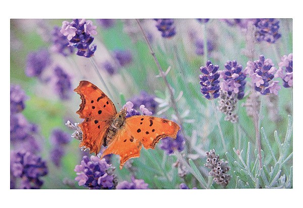 Gummi- Fussmatte Schmetterling Aquarell-Optik Fussabtreter 75x45cm Gummi- Fussmatte Schmetterling Aquarell-Optik Fussabtreter 75x45cm