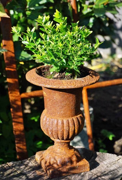 Französische Louvre Vase Amphore Gusseisen Schwer Antik-Stil Edel- Rostig 20 cm