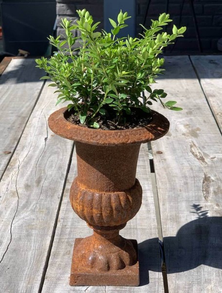 Französische Louvre Vase Amphore Gusseisen Schwer Antik-Stil Edel- Rostig 20 cm