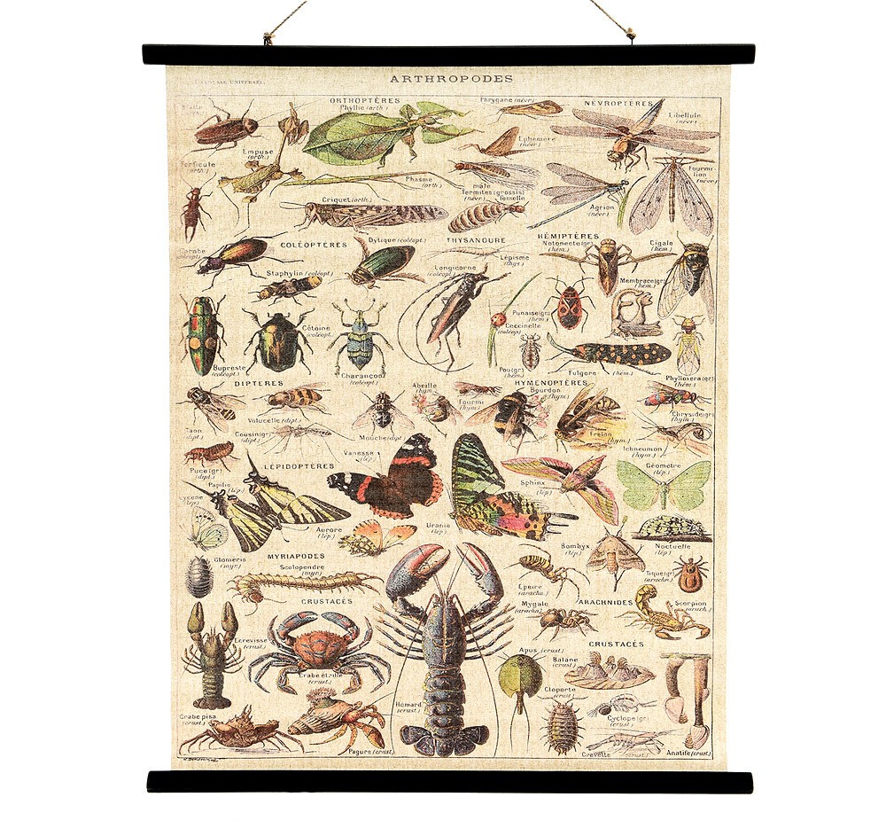 Schulwandkarte Nostagie Wandbild Biologie Gliederfüßer Vintage Leinwand 80x100cm