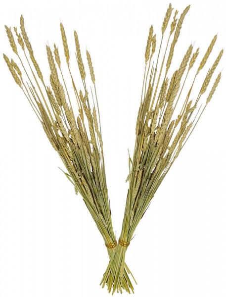 2x Weizensträuße getrocknet Weizen Bund mit Stiel Trockenblumenstrauß Natur