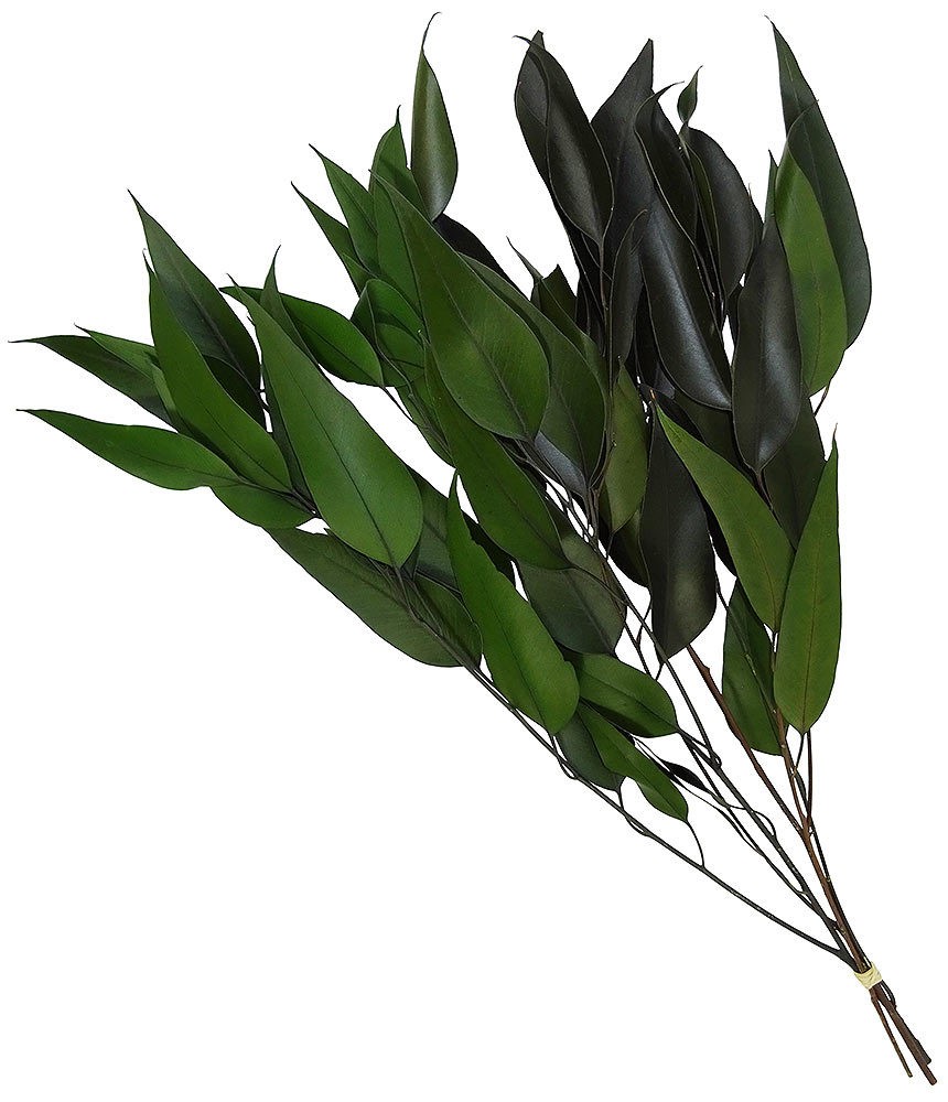 Eukalyptus "Exotica" getrocknet Bund mit Stiel Trockenblumenstrauß Natur Eukalyptus "Exotica" getrocknet Bund mit Stiel Trockenblumenstrauß Natur