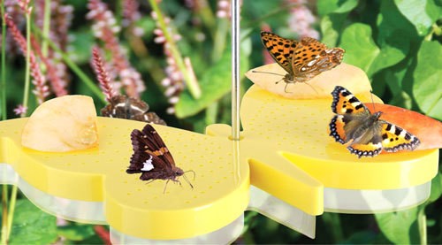 Futterschale Tränke für Schmetterlinge Schmetterlingstränke