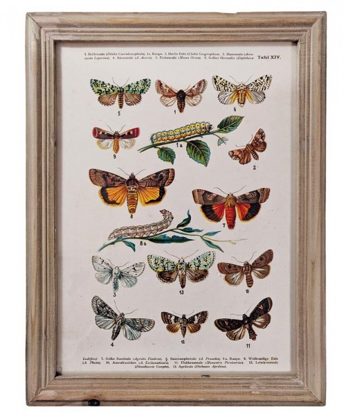 Wandbild Set Schmetterlinge Biologie Vintage-Stil Holzrahmen 4 Stück 40x30cm