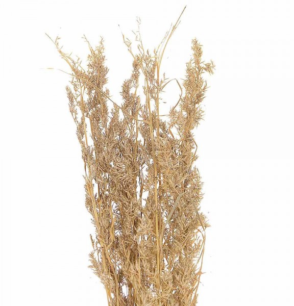 Alfonso Gras Ziergras Getrocknet Braun Trockenblumen Deko Gras Natur 100cm
