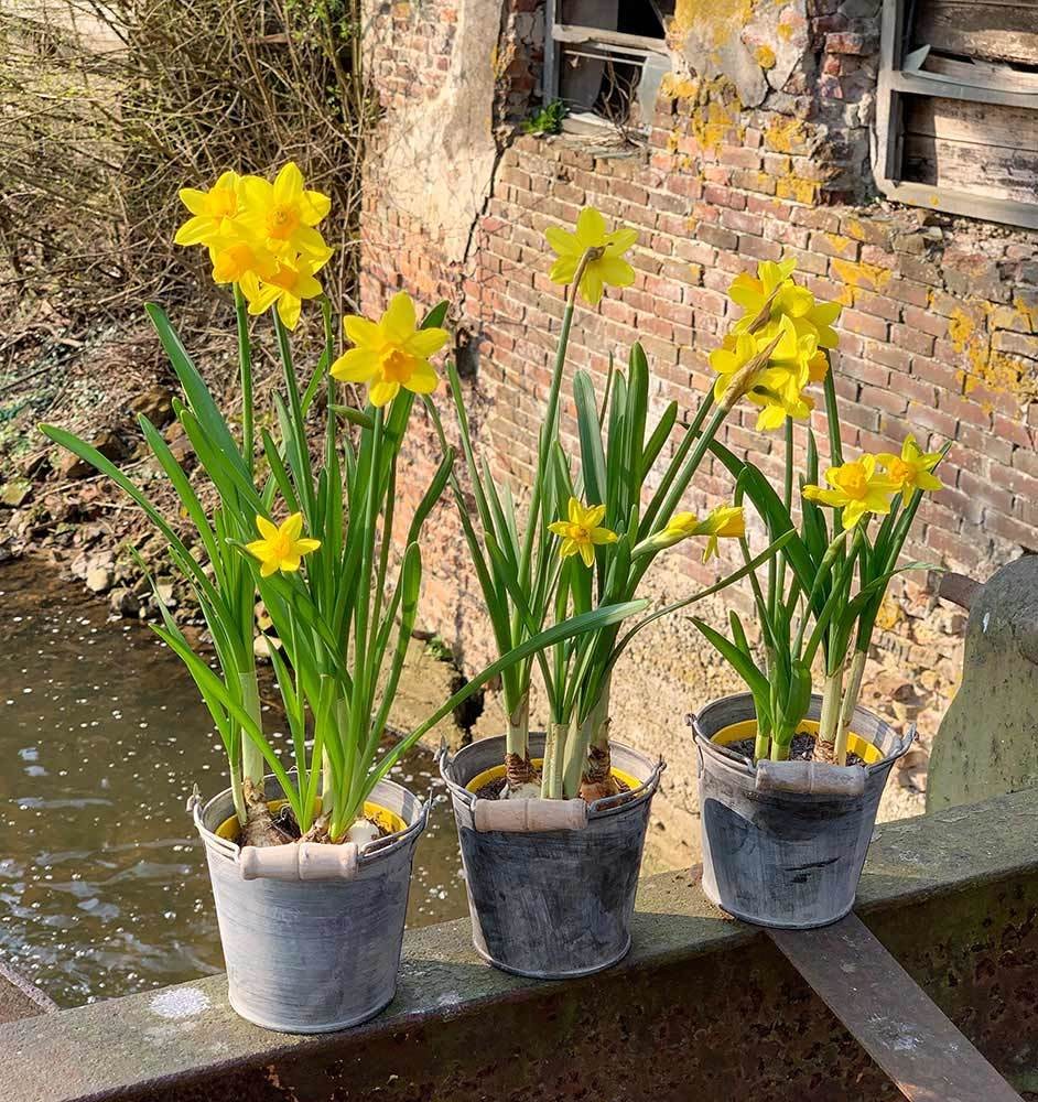 Mini Eimer Metall verzinkt 3 Stück Blumentopf mit Holzgriff Landhausstil