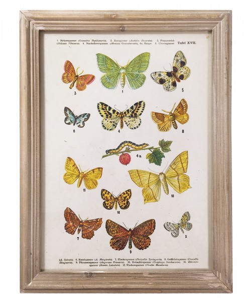 Wandbild Set Schmetterlinge Biologie Vintage-Stil Holzrahmen 4 Stück 40x30cm